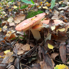 Two Russula Mushrooms