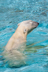 Naklejka premium 天王寺動物園のシロクマ