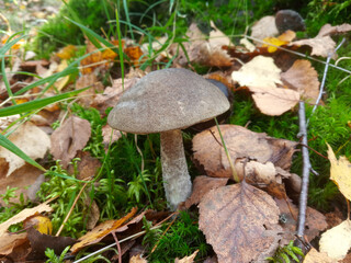 Leccinum scabrum mushroom