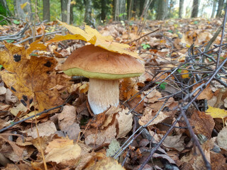 Boletus edulis mushroom