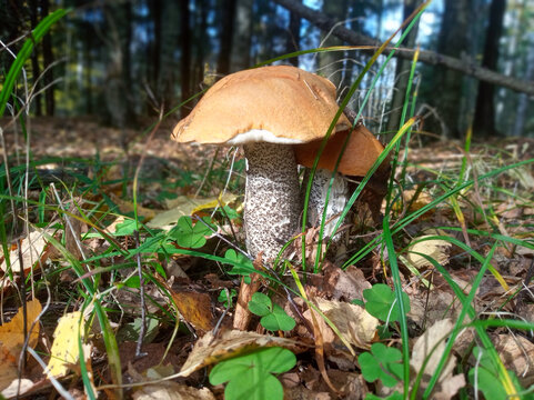Leccinum aurantiacum mushrooms