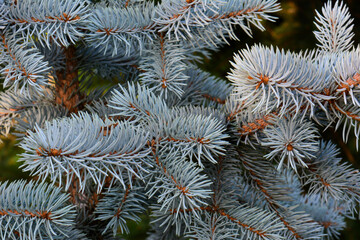Naklejka na ściany i meble Blue spruce needles on branches close up