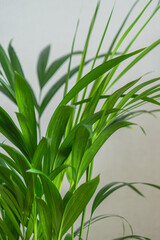 Obraz premium close up of areca palm