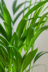 close up of  areca palm