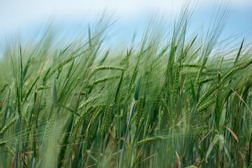 Summer field of new fresh green barley cereals