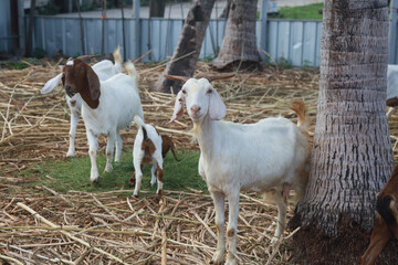 Many goats in the farm are waiting for food.