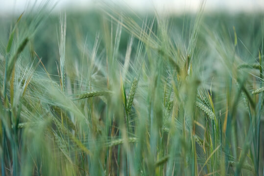 Field of fresh green barley. Ears of green malting barley in the field