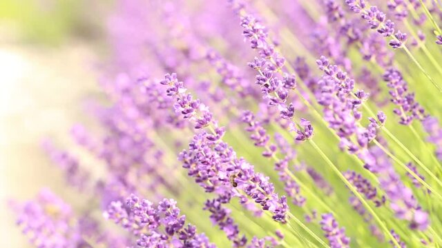 Lavendel mit Bienen, Bee on lavender blossom