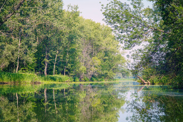 Fototapeta premium Small river or Bayou with banks overgrown with green forest or jungle