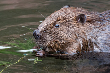 Eurasian Beaver (Castor fiber) in the pond © Nick Taurus