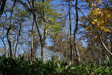 Tree-lined road in autumn. in the forest. A promenade with fallen leaves.