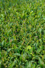 close up of green leaves