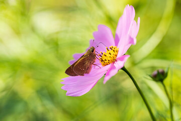 ピンクのコスモスの蜜を吸う蝶