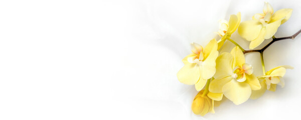 
The branch of yellow orchids on white fabric background
