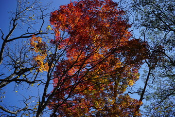 Tree-lined road in autumn. in the forest. A promenade with fallen leaves.