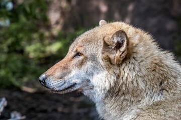 Gray Wolf (Canis lupus)