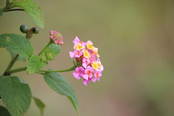 red wild flowers in the free field behind the town hall