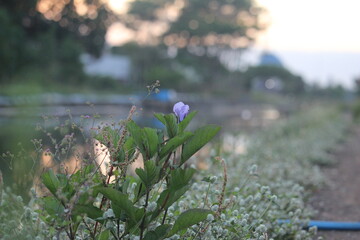 blue wild flower streams in the city of Kepanjen Malang, East Java Province, Indonesia