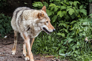 Gray Wolf (Canis lupus)