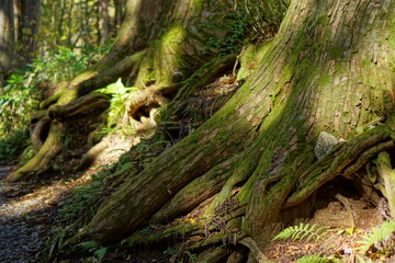 A road lined with large cedar trees. In the forest where the sunlight shines through. Beautiful Japanese landscape.
