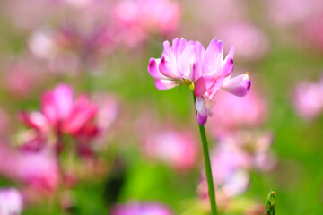 Fototapeta premium 満開のレンゲ畑