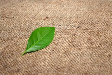 A green leaves on the ground