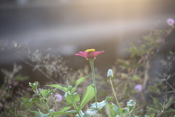 purple wild cone flowers growing on the village trail