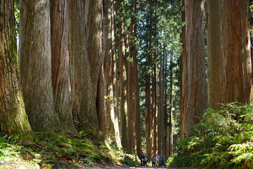 A road lined with large cedar trees. In the forest where the sunlight shines through. Beautiful Japanese landscape.