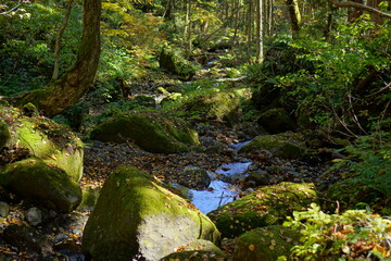 A road lined with large cedar trees. In the forest where the sunlight shines through. Beautiful Japanese landscape.