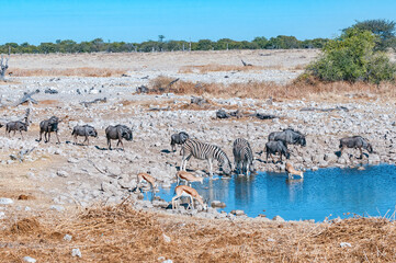 Fototapeta na wymiar Burchells zebras, springbok and blue wildebeest in northern Namibia