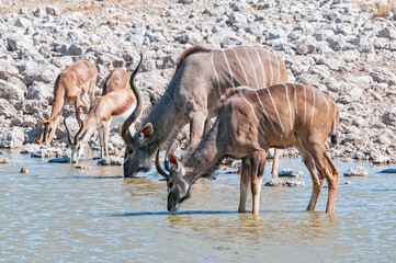 Kudus bulls, impalas and springbok drinking water at a waterhole