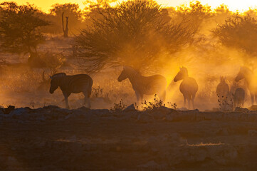 Silhouettes of Burchells zebras walking at sunset