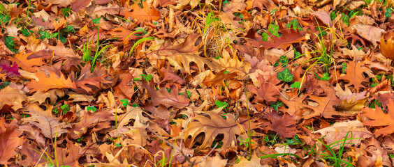 background of brown dry autumn fallen sycamore leaves