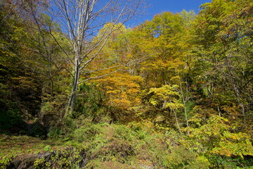 A road lined with large cedar trees. In the forest where the sunlight shines through. Beautiful Japanese landscape.