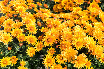 Yellow chrysanthemums close up
like a bright autumn background