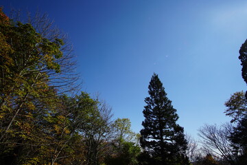 A road lined with large cedar trees. In the forest where the sunlight shines through. Beautiful Japanese landscape.