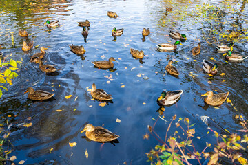 Wild ducks flock to a small lake in autumn to migrate south