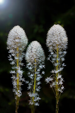 An isolated view of 3 stalks of beargrass flowers against a dark background
