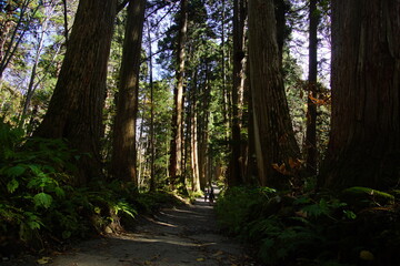 A road lined with large cedar trees. In the forest where the sunlight shines through. Beautiful Japanese landscape.