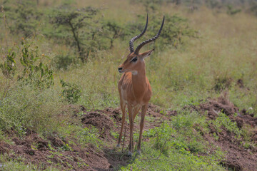 impala in the savannah