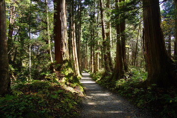 A road lined with large cedar trees. In the forest where the sunlight shines through. Beautiful Japanese landscape.