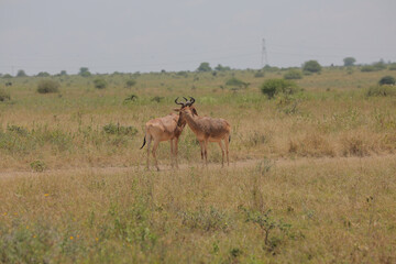 antelope in the wild