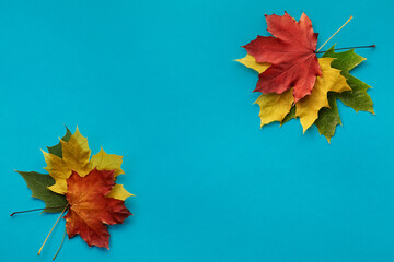 blue background with autumn maple leaves in green, orange and yellow with space for text