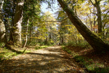 A road lined with large cedar trees. In the forest where the sunlight shines through. Beautiful Japanese landscape.