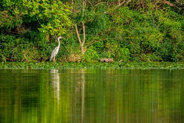 Beautiful grey heron fishing on a lake
