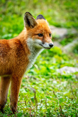 Portrait of a red fox, Vulpes vulpes on a green background