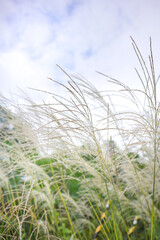 イネ科の植物ススキ