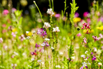 gardening, botany and flora concept - beautiful field flowers in summer garden