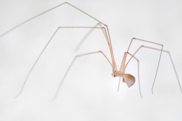Pholcidae-Cellar spiders