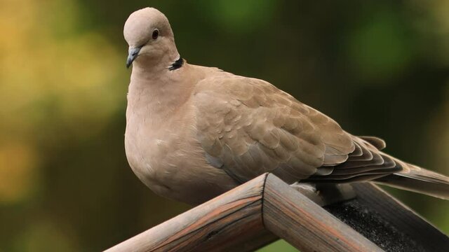 Rooftop of a bird feeder for small birds with an Eurasian collared dove on top with blurred out of focus natural green and autumn coloured background